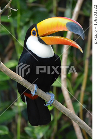 オニオオハシ Ramphastos toco 136803322