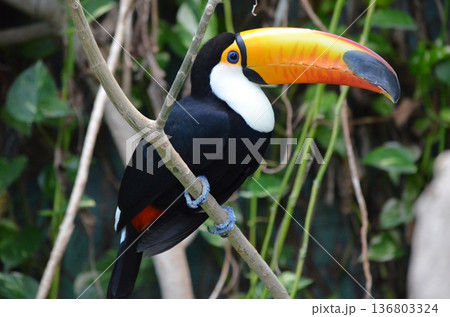 オニオオハシ Ramphastos toco 136803324