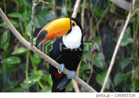 オニオオハシ Ramphastos toco オニオオハシ Ramphastos toco 136803326