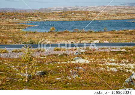 the coast of the Barents Sea at sunny day, the rocky shore with colourful arctic carpet of moss, yagel, Tundra at autumn, Murmansk region, Russia the coast of the Barents Sea at sunny day, the rocky shore with colourful arctic carpet of moss, yagel, Tundra at autumn, Murmansk region, Russia 136803327