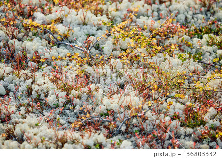 colourful arctic carpet of moss, yagel, blueberry and birch twigs among the stones, sunset, Tundra at autumn, tundra near the town of Teriberka in Russia, Murmansk region colourful arctic carpet of moss, yagel, blueberry and birch twigs among the stones, sunset, Tundra at autumn, tundra near the town of Teriberka in Russia, Murmansk region 136803332