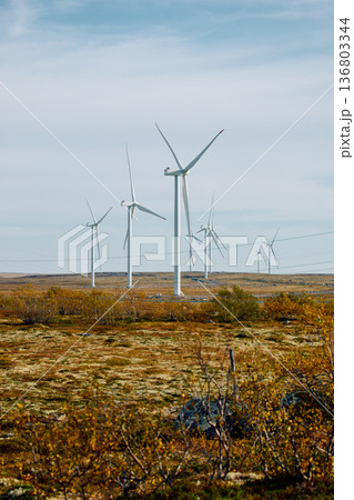 A field with windmills, turbine, extraction of clean electricity, colourful arctic carpet of moss, yagel, sunset, Tundra at autumn, tundra near the town of Teriberka in Russia, Murmansk region A field with windmills, turbine, extraction of clean electricity, colourful arctic carpet of moss, yagel, sunset, Tundra at autumn, tundra near the town of Teriberka in Russia, Murmansk region 136803344