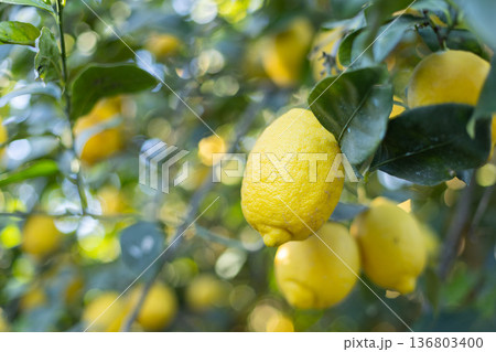 Lemon trees garden. Citrus fruit on a branch with green leaves. Selective focus.  136803400