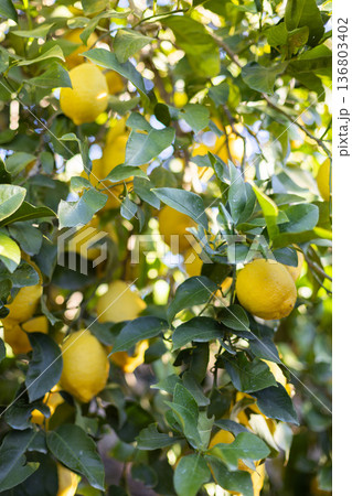 Lemon tree farm plantation. Lemon trees garden. Citrus fruit on a branch with green leaves.  136803402