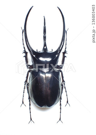 ジャワ島産 コーカサスオオカブト Chalcosoma chiron 136803403