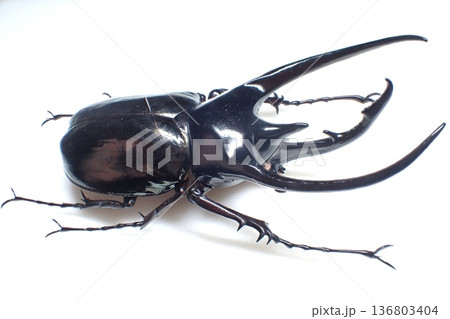 ジャワ島産 コーカサスオオカブト Chalcosoma chiron 136803404