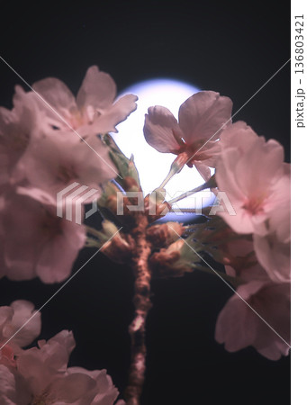 夜桜 136803421