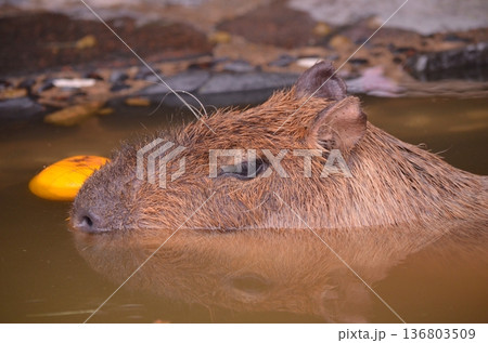 温泉につかるカピバラ Hydrochoerus hydrochaeris 温泉につかるカピバラ Hydrochoerus hydrochaeris 136803509