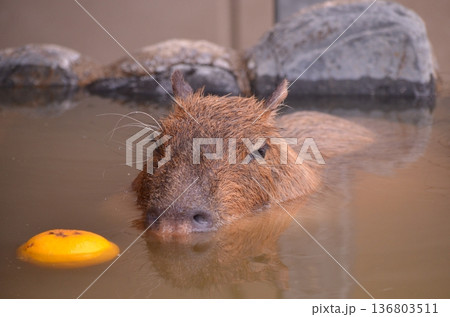 温泉につかるカピバラ Hydrochoerus hydrochaeris 136803511