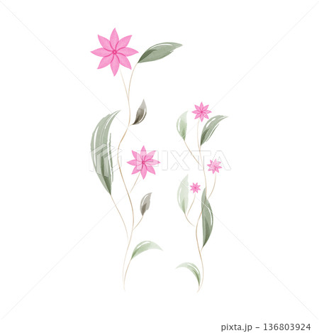 Elegant watercolor plants featuring multiple vibrant pink flowers with simple petals. Long, slender green leaves gracefully stem from thin stalks against a clean white background. 136803924