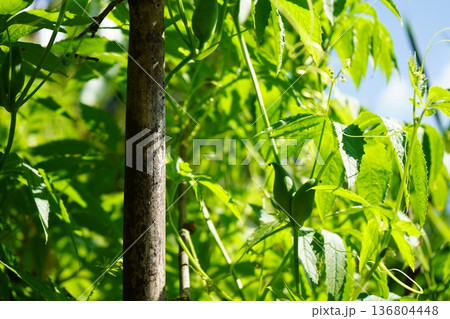 Fresh green Caigua or Achocha fruits growing on climbing vines in a sunny garden 136804448