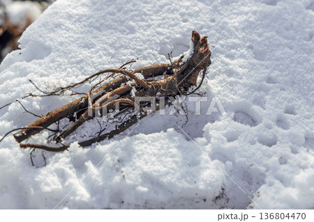 Planting a herbaceous peony with roots in the snow 136804470