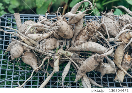 A pile of dried out dahlia tubers. 136804471