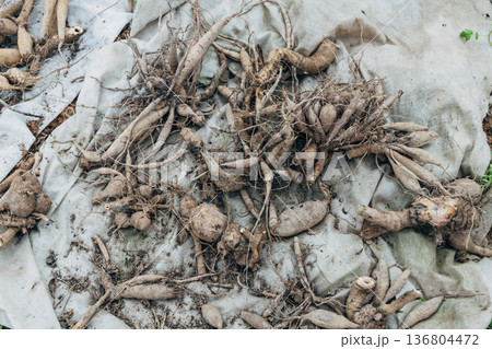 A pile of dried out dahlia tubers. 136804472
