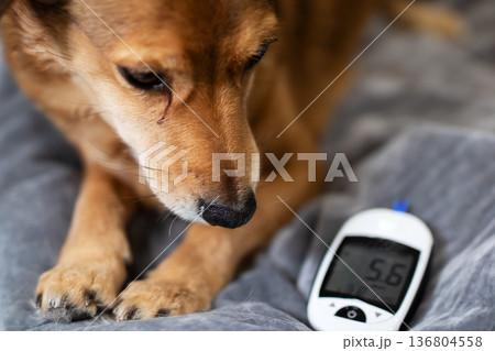 Curious dog studies blood sugar monitor on soft bed while owner undergoes wellness assessment gently Curious dog studies blood sugar monitor on soft bed while owner undergoes wellness assessment gently 136804558
