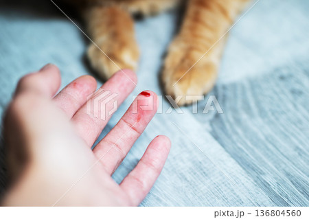 Cat wound care. Owner examines tiny cat injury. Closeup of owner tending to cat scratch Cat wound care. Owner examines tiny cat injury. Closeup of owner tending to cat scratch 136804560