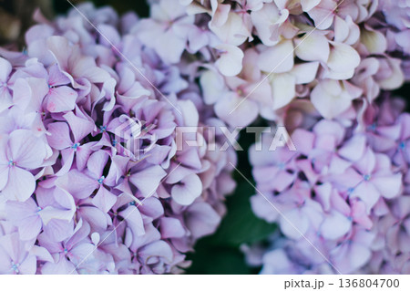 Amazing pink and violet Hydrangea flowers in a garden. 136804700