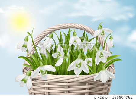 Spring Snowdrops Basket on Cloudy Sky Background 136804766
