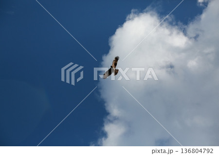 飛ぶ鳥と青い空 136804792