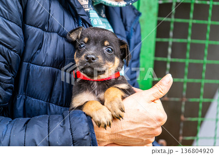 Puppy little dog in hands Puppy little dog in hands 136804920