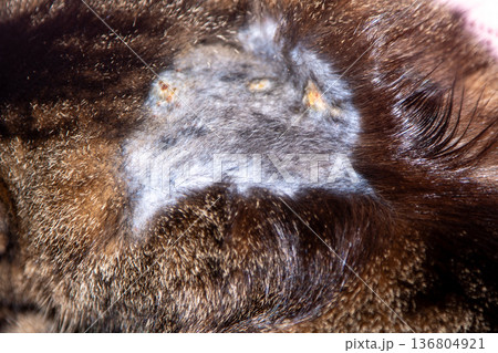 Food allergy that has already passed on the cat's fur. Dandruff on the withers. Skin disease in an animal 136804921