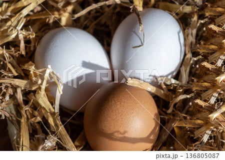 White and brown fresh eggs with dry hay straw. Nature background. Chicken egg in carton box for cooking healthy food. Bio organic eggs on the farm. White and brown fresh eggs with dry hay straw. Nature background. Chicken egg in carton box for cooking healthy food. Bio organic eggs on the farm. 136805087