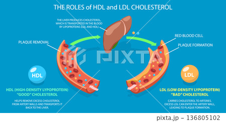 3D Isometric Flat Vector Illustration of HDL And LDL Cholesterol, Transport And Plaque Formation Demonstrated With Visuals 136805102