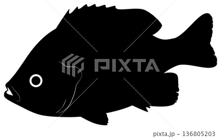 ブルーギル ブルーギル 136805203