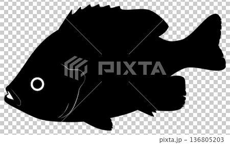 藍鰓太陽魚 136805203