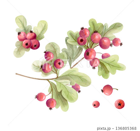 Watercolor red berries branch with green leaves isolated on white. Hand drawn hawthorn, natural botanical element for autumn decor Watercolor red berries branch with green leaves isolated on white. Hand drawn hawthorn, natural botanical element for autumn decor 136805368