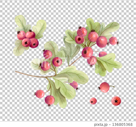 Watercolor red berries branch with green leaves isolated on white. Hand drawn hawthorn, natural botanical element for autumn decor Watercolor red berries branch with green leaves isolated on white. Hand drawn hawthorn, natural botanical element for autumn decor 136805368