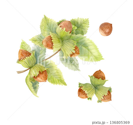 Watercolor hazelnut branch with green leaves isolated on white. Hand drawn botanical set of forest nuts for seasonal designs. 136805369