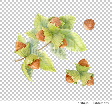 Watercolor hazelnut branch with green leaves isolated on white. Hand drawn botanical set of forest nuts for seasonal designs. 136805369