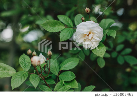 Beautiful white wild Rose flowers in a spring garden. Beautiful white wild Rose flowers in a spring garden. 136805465