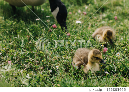 Cute goslings with their mother goose in the meadow. 136805466