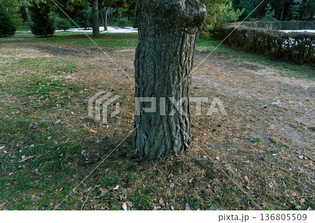 Textured tree trunk with rough bark and large knot. Vertical photo of a pine in a park with melting snow in the background Textured tree trunk with rough bark and large knot. Vertical photo of a pine in a park with melting snow in the background 136805509