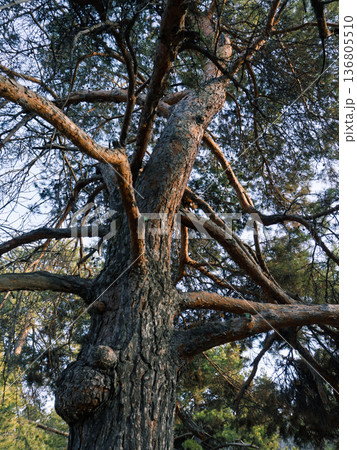 Low angle view of a large pine tree trunk with rough bark texture. Looking up at old conifer branches and green canopy against blue sky. Nature background 136805510