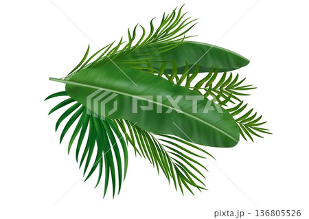 Green tropical leaves with palm fronds and banana plants. Vibrant jungle greenery for summer party invitations and travel designs. Vector illustration Green tropical leaves with palm fronds and banana plants. Vibrant jungle greenery for summer party invitations and travel designs. Vector illustration 136805526