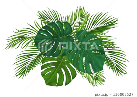Tropical palm leaves and green exotic foliage. Realistic lush coconut palm fronds with vibrant monstera plants for summer beach designs. Vector illustration 136805527