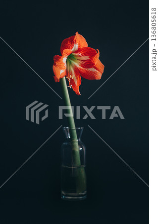 Beautiful red Amaryllis flower in a glass vase on a black background. Beautiful red Amaryllis flower in a glass vase on a black background. 136805618