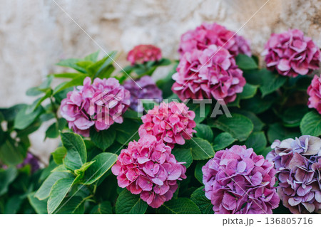 Amazing pink Hydrangea flowers in a garden. Amazing pink Hydrangea flowers in a garden. 136805716