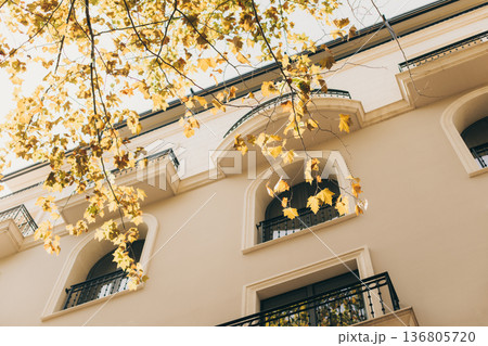 Branches with yellow leaves on the background of the building. Branches with yellow leaves on the background of the building. 136805720