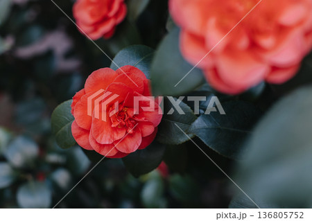 Beautiful pink Camellia flowers in a garden. Beautiful pink Camellia flowers in a garden. 136805752