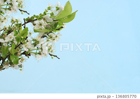 Beautiful blossoming cherry branches against a light background.Abstract floral composition, still life, spring background or banner, holiday concept. Card for Mother's Day, Women's Day, Happy Beautiful blossoming cherry branches against a light background.Abstract floral composition, still life, spring background or banner, holiday concept. Card for Mother's Day, Women's Day, Happy 136805770