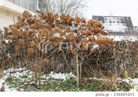 The withered inflorescences of a hydrangea are covered with snow. 136805855