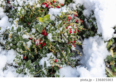 garden lingonberry coral with berries under the snow 136805863