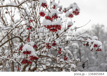 Red viburnum berries under the snow. The first snow in winter in the garden. Red viburnum berries under the snow. The first snow in winter in the garden. 136805864