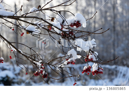 Red viburnum berries under the snow. The first snow in winter in the garden. 136805865