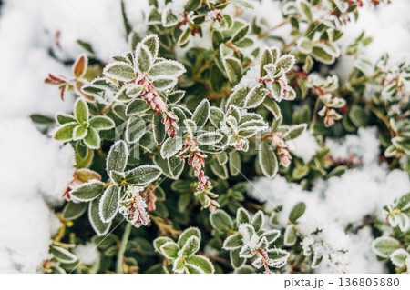 garden lingonberry coral with berries under the snow garden lingonberry coral with berries under the snow 136805880