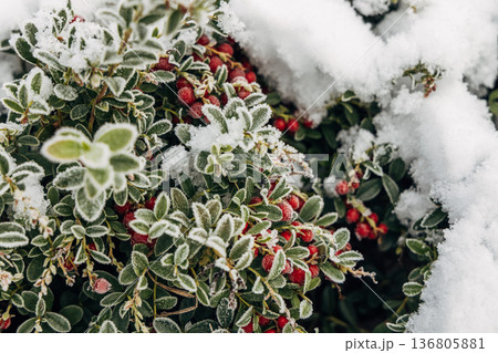 garden lingonberry coral with berries under the snow 136805881